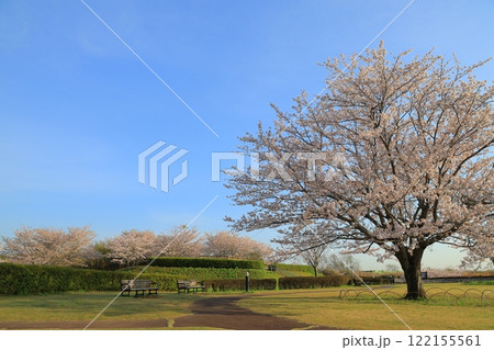 青空に映える満開の桜 青空に映える満開の桜 122155561