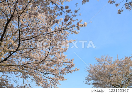 青空に映える満開の桜 122155567