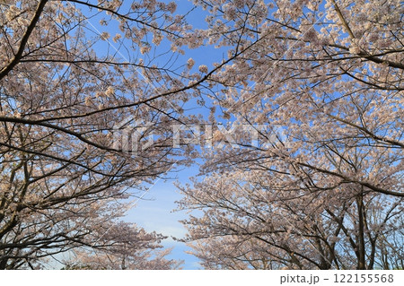 青空に映える満開の桜 122155568