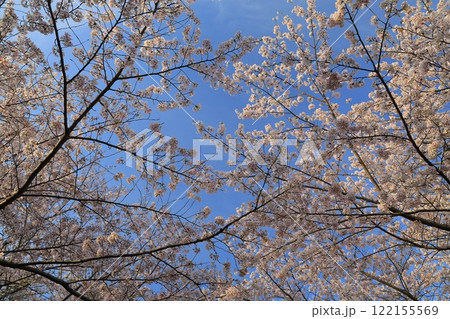 青空に映える満開の桜 122155569