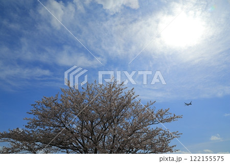 青空に映える満開の桜 122155575