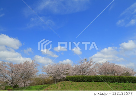 青空に映える満開の桜 青空に映える満開の桜 122155577