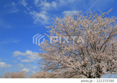 青空に映える満開の桜 122155580