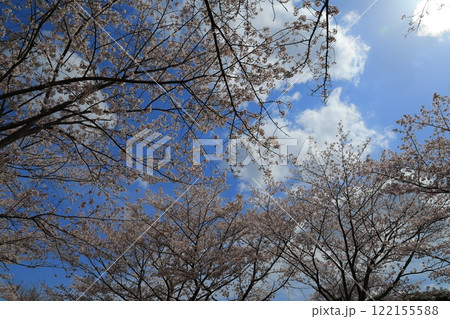 青空に映える満開の桜 青空に映える満開の桜 122155588