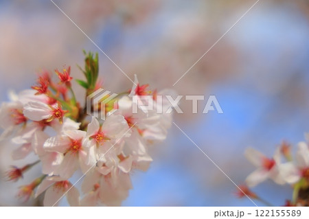 青空に映える満開の桜 青空に映える満開の桜 122155589