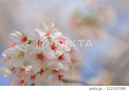 青空に映える満開の桜 青空に映える満開の桜 122155590