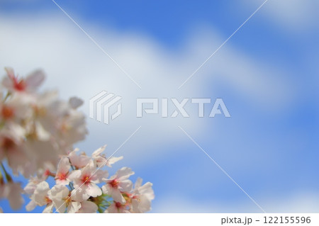 青空に映える満開の桜 青空に映える満開の桜 122155596