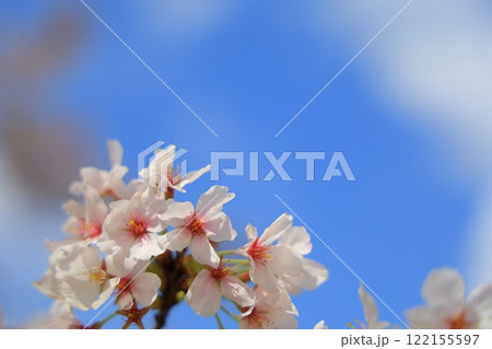 青空に映える満開の桜 青空に映える満開の桜 122155597