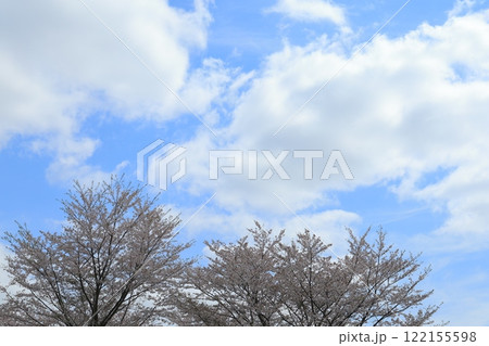青空に映える満開の桜 青空に映える満開の桜 122155598