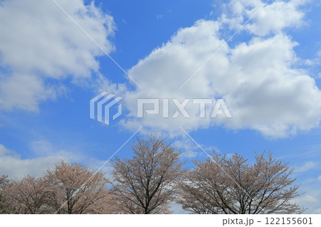 青空に映える満開の桜 122155601