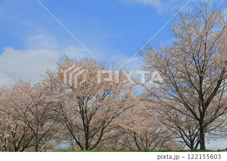 青空に映える満開の桜 122155603