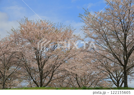 青空に映える満開の桜 122155605