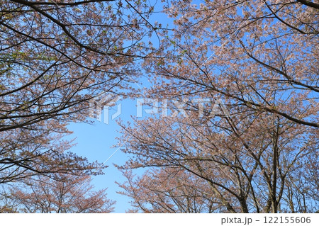 青空に映える満開の桜 122155606