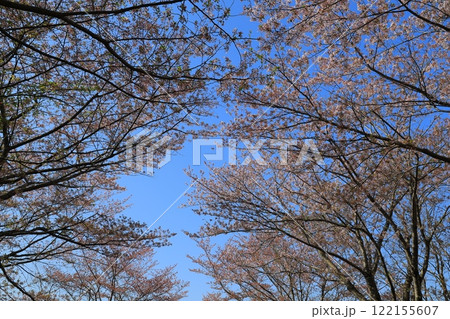 青空に映える満開の桜 122155607