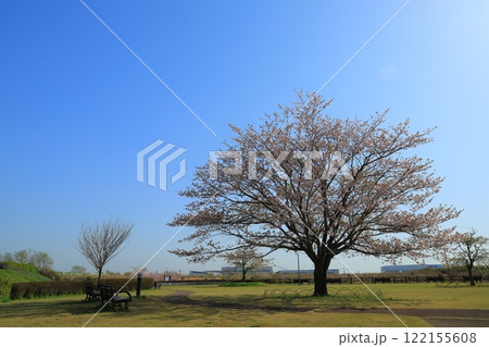 青空に映える満開の桜 122155608