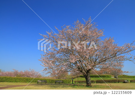 青空に映える満開の桜 122155609