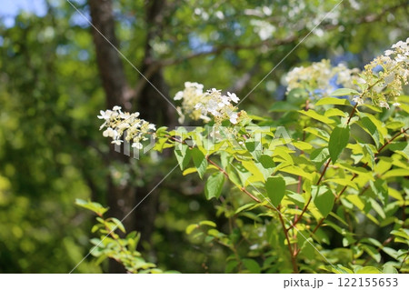 ノリウツギの花 ノリウツギの花 122155653