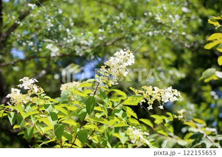 爽やか　ノリウツギの花 122155655