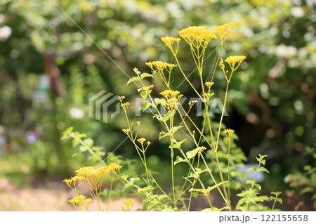 秋の七草 オミナエシの花 秋の七草 オミナエシの花 122155658