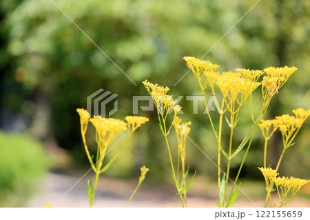 秋の七草　オミナエシの花 122155659
