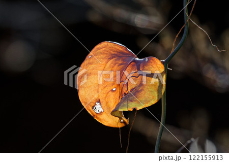 冬枯れしたサルトリイバラの葉 冬枯れしたサルトリイバラの葉 122155913