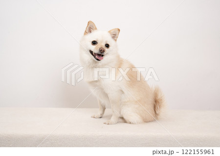 白バックと微笑む豆ポメのもも 122155961