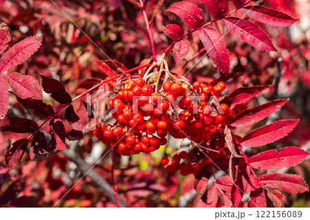 秋の立山黒部アルペンルート 紅葉の黒部平 ナナカマドの実 秋の立山黒部アルペンルート 紅葉の黒部平 ナナカマドの実 122156089