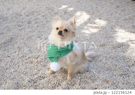 緑のマフラーをしたポメチワのちくわ 122156124