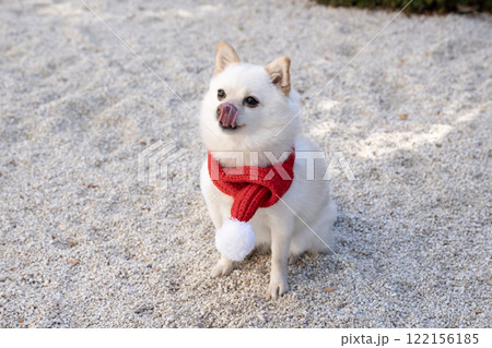 赤いマフラーをした豆ポメのモモ 赤いマフラーをした豆ポメのモモ 122156185