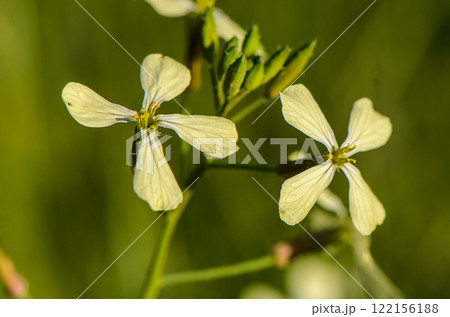 Delicate white flowers bloom gracefully in a lush green meadow during a sunny afternoon 122156188