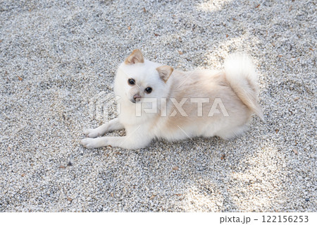 伏せた豆ポメのモモ 122156253