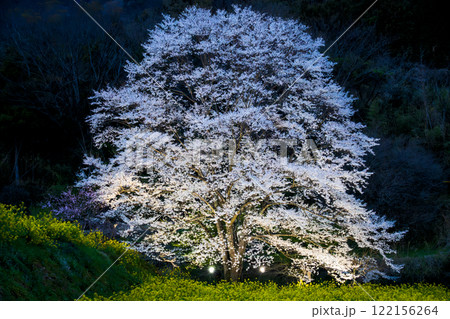 桜満開　蓑毛の淡墨桜　秦野市 122156264