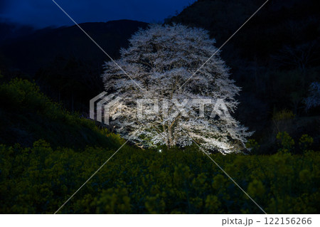 桜満開 蓑毛の淡墨桜 秦野市 桜満開 蓑毛の淡墨桜 秦野市 122156266
