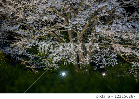 桜満開　蓑毛の淡墨桜　秦野市 122156267