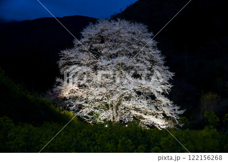 桜満開　蓑毛の淡墨桜　秦野市 122156268