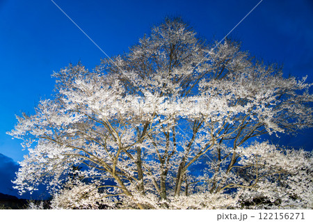 桜満開　蓑毛の淡墨桜　秦野市 122156271