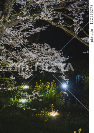 桜満開　蓑毛の淡墨桜　秦野市 122156278