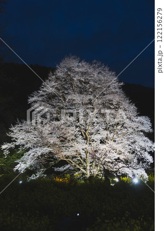 桜満開　蓑毛の淡墨桜　秦野市 122156279