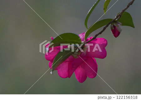 ツバキ科サザンカの開花 ツバキ科サザンカの開花 122156318