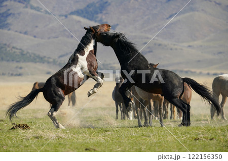 アメリカの野生馬ムスタング 122156350