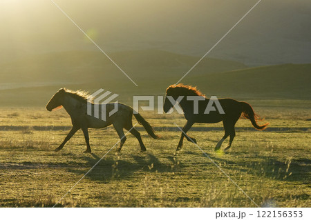 アメリカの野生馬ムスタング 122156353