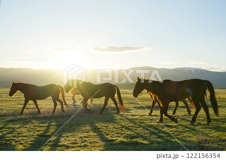 アメリカの野生馬ムスタング アメリカの野生馬ムスタング 122156354