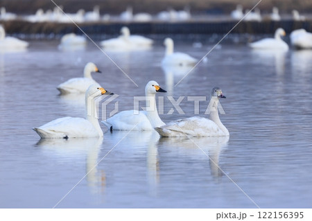 白鳥　1 122156395