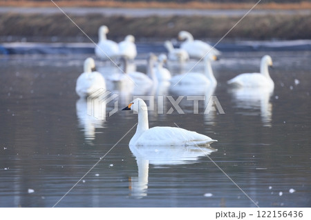 白鳥　8 122156436