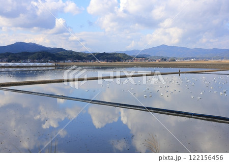 白鳥 20 白鳥 20 122156456