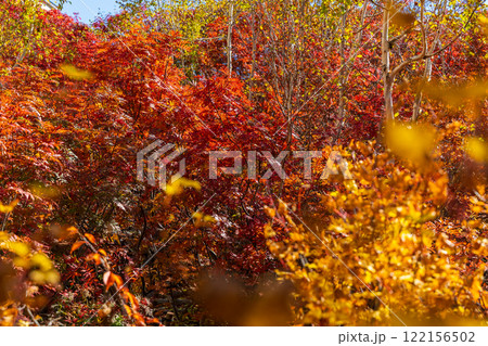秋の立山黒部アルペンルート 紅葉の黒部平 秋の立山黒部アルペンルート 紅葉の黒部平 122156502