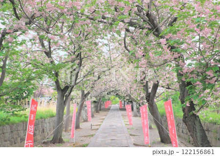 藤沢遊行寺 八重桜の参道 藤沢遊行寺 八重桜の参道 122156861