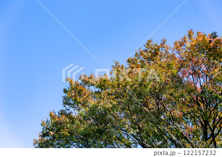 秋の陽に輝く、美しい紅葉の景色 秋の陽に輝く、美しい紅葉の景色 122157232