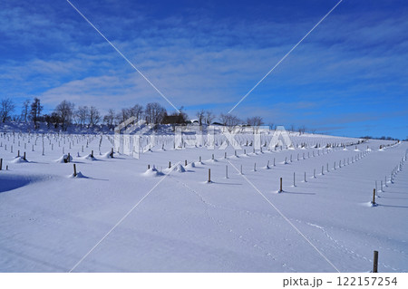 雪国のぶどう畑 雪国のぶどう畑 122157254