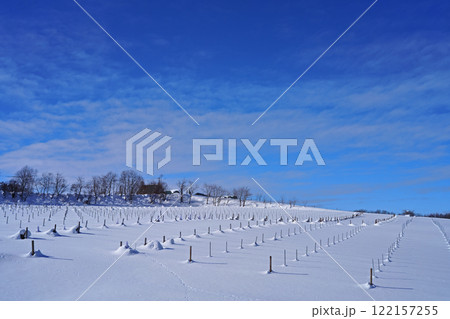 雪国のぶどう畑 雪国のぶどう畑 122157255